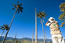 Gonzalo Cardona Molina, coordinator of the Andean Parrot Project, observing yellow-eared parrots in wax palm (Ceroxylon quindiuense)s. Tolima, Colombia, 2010.