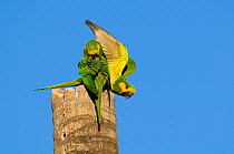 Yellow-eared Parrots (Ognorhynchus icterotis) grooming on broken wax palm (Ceroxylon quindiuense). Endangered. Tolima, Colombia, 2010.