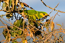 Yellow-eared Parrots (Ognorhynchus icterotis) on branch with berries. Endangered. Tolima, Colombia, 2010.