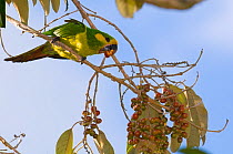 Yellow-eared Parrot (Ognorhynchus icterotis) on branch with berries. Endangered. Tolima, Colombia, 2010.