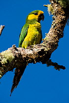 Yellow-eared Parrot (Ognorhynchus icterotis) perched. Endangered. Tolima, Colombia, 2010.