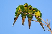 Four Yellow-eared Parrots (Ognorhynchus icterotis) mutually grooming. Endangered. Tolima, Colombia, 2010.