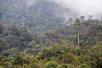 High cloud forest in the Orjiamarillo reserve. Antioquia, Colombia, 2010.