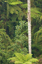 Forest in the Orejiamarillo reserve and palm with parrot nestbox attached. National Park, Jardin, Antioquia, Colombia.