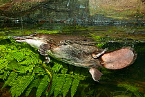 Platypus (Ornithorhynchus anatinus) underwater. Captive. Healesville Sanctuary, Victoria, July.