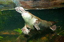 Platypus (Ornithorhynchus anatinus) underwater. Captive . New South Wales.