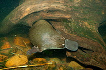 Platypus (Ornithorhynchus anatinus) underwater. Captive. Australian Reptile Park, Gosford, New South Wales.