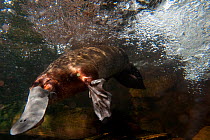 Platypus (Ornithorhynchus anatinus) underwater. Captive. Australian Reptile Park, Gosford, New South Wales.