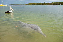 Australian humpback dolphin (Sousa sahulensis)  and pelican at sea surface. Tin Can Bay, Queensland, Australia, September.