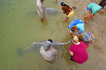 Tourists feeding Australian humpback dolphin (Sousa sahulensis) . Tin Can Bay, Queensland, Australia, September.