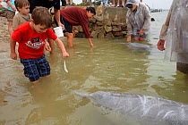 Tourists feeding Australian humpback dolphin (Sousa sahulensis) . Tin Can Bay, Queensland, Australia, September.