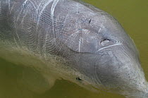 Australian humpback dolphin (Sousa sahulensis)  portrait. Scratch marks are thought to be from social interactions or competition with other dolphin. Tin Can Bay, Queensland, Australia, September.