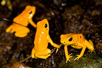 Golden Poison Dart Frog (Phyllobates terribilis), one of the most poisonous frogs in the world. Endangered. Cali Zoo, Cali, Colombia, January 2010.