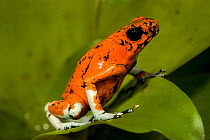Little Devil / Colourful Poison Dart Frog (Oophaga sylvatica). Captive. Cali Zoo, Cali, Colombia, 2010.