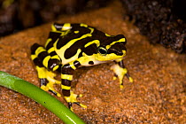 Grenouille Harlequin Frog (Atelopus sp.), a newly discovered species. Captive. Cali Zoo, Cali, Colombia, 2010.
