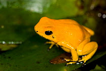 Golden Poison Dart Frog (Phyllobates terribilis), one of the most poisonous frogs in the world. Endangered, captive. Cali Zoo, Cali, Colombia.