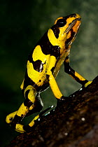 Harlequin Poison Dart Frog (Oophaga histrionica). Captive. Cali Zoo, Cali, Colombia.
