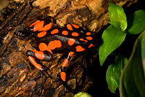 Harlequin Poison Dart Frog (Oophaga histrionica), red spotted morph. Captive. Cali Zoo, Cali, Colombia.