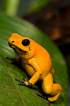 Golden Poison Frog (Phyllobates terribilis), one of the most poisonous frogs in the world. Captive. Cali Zoo, Cali, Colombia.