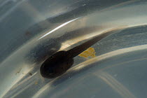 Yellow-striped / Magdalena Poison Dart Frog (Dendrobates truncatus) tadpole in petri dish. Cali Zoo, Cali, Colombia 2010. Growth Development Sequence 1 of 3.