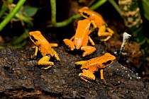 Golden Poison Dart Frogs (Phyllobates terribilis), one of the most toxic frogs in the world. Captive. Cali Zoo, Cali, Colombia.
