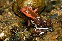 Cauca Poison Frog (Ranitomeya bombetes). Endangered. Valle Dagua, Cali, Colombia, January 2010.