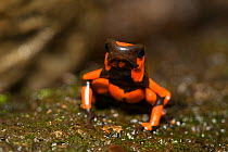 Harlequin Poison Dart Frog (Oophaga histrionica), red morph. Captive, Cali Zoo, Cali, Colombia.