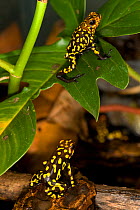 Harlequin Poison Dart Frog (Oophaga histrionica), yellow spotted morph. Captive, Cali Zoo, Cali, Colombia.