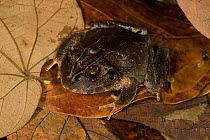 Ruiz's Robber Frog (Eleutherodactylus / Strabomantis ruizi). Captive. Cali Zoo, Cali, Colombia.