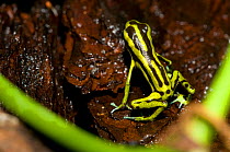 Yellow-bellied Poison Dart Frog (Ranitomeya fulgurita). Captive. Cali Zoo, Cali, Colombia.