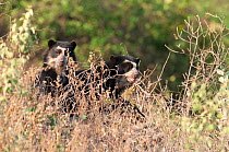 Spectacled Bear (Tremarctos ornatus) cubs seen through grass. Captive. Chaparri reserve, Chiclayo, Lambayeque, Peru 2010.