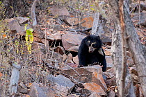 Spectacled Bear (Tremarctos ornatus) in arid rocky habitat. Chaparri reserve, Chiclayo, Lambayeque, Peru, 2010.