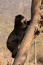 Spectacled Bear (Tremarctos ornatus) climbing tree, with tongue out. Captive. Chaparri reserve, Chiclayo, Lambayeque, Peru, 2010.