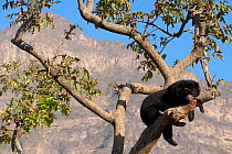 Spectacled Bear (Tremarctos ornatus) resting in tree against mountain landscape. Captive. Chaparri reserve, Chiclayo, Lambayeque, Peru, 2010.