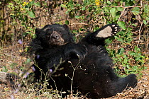 Spectacled Bear (Tremarctos ornatus) rolling on ground. Captive. Chaparri reserve, Chiclayo, Lambayeque, Peru, 2010.