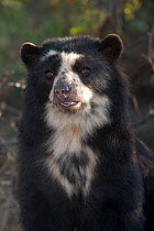 Spectacled Bear (Tremarctos ornatus) portrait. Captive. Chaparri reserve, Chiclayo, Lambayeque, Peru, 2010.
