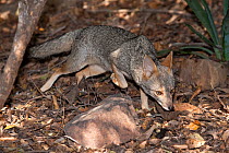 Sechuran Fox (Pseudalopex sechurae). Chaparri reserve, Chiclayo, Lambayeque, July 2010.