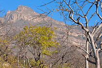 Mountains in dry-forest habitat. Chaparri reserve, Chiclayo, Lambayeque, July 2010.