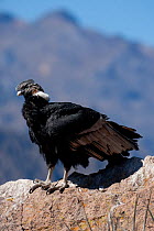 Andean Condor (Vultur gryphus). Cruz del Condor, Chivay, Arequipa, Peru, July.