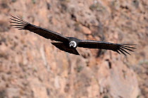 Andean Condor (Vultur gryphus) in flight. Cruz del Condor, Chivay, Arequipa, Peru, July.