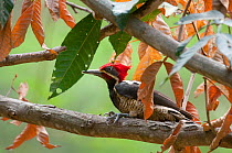 Guayaquil Woodpecker (Campephilus gayaquilensis). Chaparri reserve, Chiclayo, Lambayeque, July.