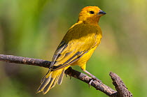 Saffron Finch (Sicalis flaveola). Chaparri reserve, Chiclayo, Lambayeque, Peru, July.