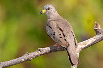 Gold-billed / Croaking Ground Dove (Columbina cruziana). Chaparri reserve, Chiclayo, Lambayeque, Peru, July.