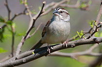 Tumbes Sparrow (Rhynchospiza stolzmanni). Chaparri reserve, Chiclayo, Lambayeque, Peru, July 2010.