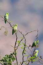 Pacific Parrotlets (Forpus coelestis). Chaparri reserve, Chiclayo, Lambayeque, Peru, July.