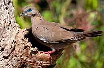 West Peruvian Dove (Zenaida meloda). Chaparri reserve, Chiclayo, Lambayeque, Peru, July.