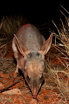 Greater Bilby (Macrotis lagotis) foraging. Captive. Desert Park, Alice Springs, Northern Territory.