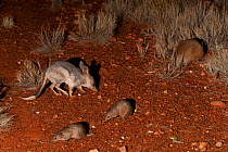 Nocturnal mammals on the night time tour. Golden bandicoot, Rufous-hare Wallaby, Greater Bilby. Captive. Desert Park, Alice Springs, Northern Territory.