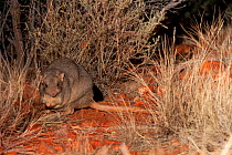 Burrowing Bettong (Bettongia lesueur). Desert Park, Alice Springs, Northern Territory.