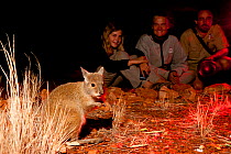 Visitors of the Nocturnal Tour watching Rufous Hare-wallaby (Lagorchestes hirsutus). Captive. Desert Park, Alice Springs, Northern Territory.